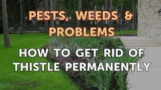 How to Get Rid of Thistle Permanently [upl. by Lowney567]