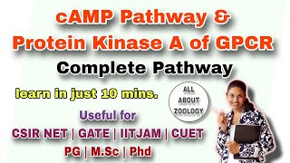 GPCR PATHWAY AND PROTEIN KINASE A ACTIVATION PATHWAY MSc Classes CELL BIOLOGY CSIRNET GATE [upl. by Urbano624]