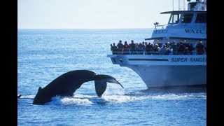 Whale Watching  A Complete Trip With Helpful Tips  Boston Gloucester Plymouth and ProvinceTown [upl. by Okuy]