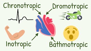 Chronotropic Inotropic Dromotropic Bathmotropic Actions Explained  Cardiac Tropism [upl. by Minna]