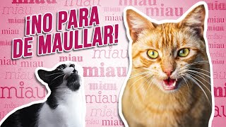 ¿Por qué tu GATO MAÚLLA MUCHO ¿Qué le pasa que no para de maullar 😼  2 MOTIVOS principales [upl. by Gristede727]