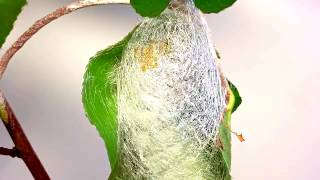 Timelapse ATLAS MOTH spinning a cocoon  Attacus atlas [upl. by Belden170]