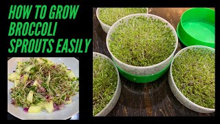 How to grow Broccoli Sprouts  Broccoli Sprouts Salad [upl. by Lytsirhc]