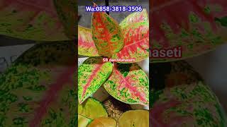 PAKET 100 RIBU aglonema aglonemamurah plants aglonemaindoor obralaglonema [upl. by Noyr532]