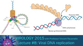 Virology 2015 Lecture 8 Viral DNA Replication [upl. by Zared562]