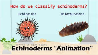 ECHINODERMS Animation [upl. by Muryh824]