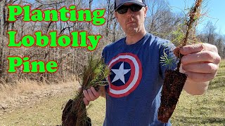 Planting Loblolly Pine Seedlings [upl. by Otreblif]