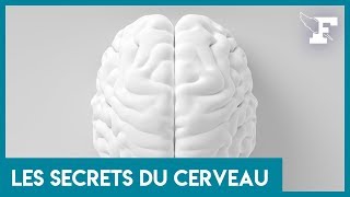 Neuroanatomie  Vascularisation du Cerveau [upl. by Mihalco]