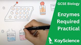 Enzymes Required Practical  GCSE Biology  kaysciencecom [upl. by Ayrotal223]