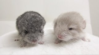 Pure Chinchilla Cuteness [upl. by Noicpecnoc]