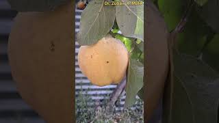 Quience Harvesting 2024 shorts ytshorts pomology botany kashmiriapple [upl. by Aldred]