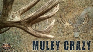 Muley Crazy [upl. by Aissilem226]