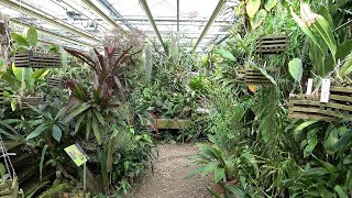 Tropical Greenhouses Utrecht Botanic Gardens [upl. by Aemat]