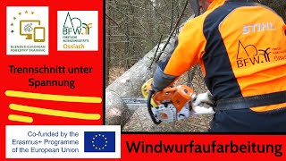 Windwurfaufarbeitung I Trennschnitt unter Spannung I angelehnter Baum I FAST Ossiach [upl. by Richel]