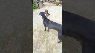 Braki amp puppy 🐶😍dog puppy doglover animals viralvideo [upl. by Anaxor]