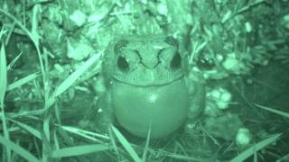 Asian Toad calling frontal view [upl. by Chuipek]