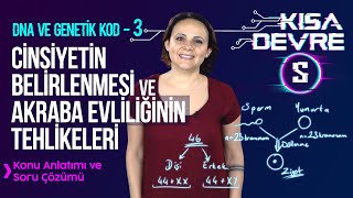 8 Sınıf Fen DNA ve Genetik Kod –3 Cinsiyeti Belirleyen Kromozomlar  Lightboard ile Ders 5 [upl. by Asiralc]