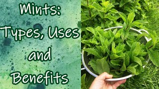 Mints Types Uses and Benefits [upl. by Zetrok]