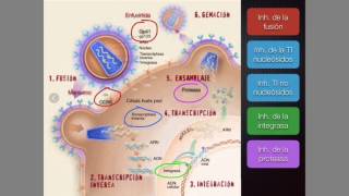 VIH y terapia antirretroviral [upl. by Derayne]