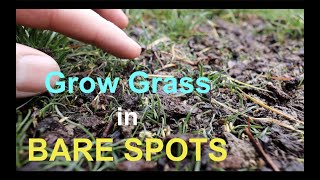 How to seed BARE SPOTS in your LAWN [upl. by Morocco]