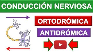 CONDUCCIÓN ORTODRÓMICA Y ANTIDRÓMICA CONDUCCIÓN NERVIOSA ¡FÁCIL Y SENCILLO 8 [upl. by Adnovahs978]