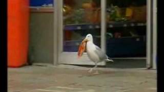 Sam the seagull stealing Doritos [upl. by Foote]