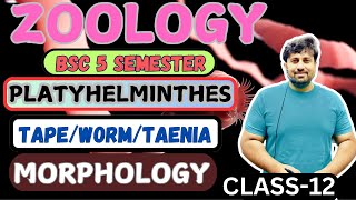 ZOOLOGY  BSC 5 SEMESTER  CLASS12  PLATYHELMINTHES  TAPEWORMTAENIA  MORPHOLOGY [upl. by Atilol]