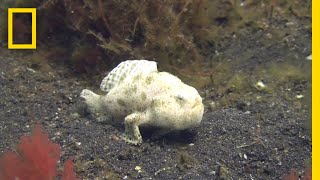 Watch This Fish Walks on the Seafloor  National Geographic [upl. by Lynett]