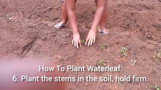 HOW TO PLANT WATERLEAF [upl. by Elbys394]