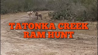 TATONKA CREEK RANCH Ram hunt  Benavides Tx [upl. by Martinelli]