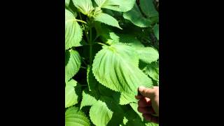 Growing Sesame Seed Garden Plants [upl. by Neirda904]