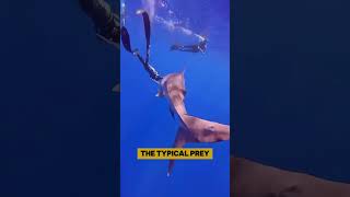 Are scuba divers in great danger with sharks shark sealifefacts seacreature shorts [upl. by Notnef200]