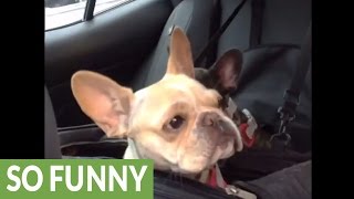 French Bulldog puppy throws cutest tantrum ever [upl. by Nimar]