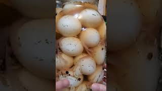 Pickled Eggs in 5 days recipe in description [upl. by Arahsit732]