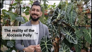 Alocasia Amazonica Polly care amp tips the reality [upl. by Aitnwahs567]