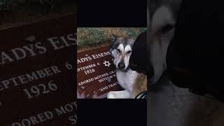 Dog crying at her owners grave😢 [upl. by Linda]