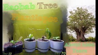 Baobab Tree Time Lapse  40 amp 100 Days Upside down tree Adansonia digitata Sacred tree [upl. by Schlosser]