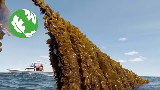 Seaweed Farms Can Help Combat Climate Change [upl. by Oilasor]