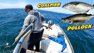 Coalfish Pollock Identification amp Pollock Fishing [upl. by Nahgen]