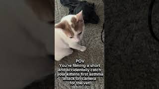 Accidentally recorded the kittens first asthma attack cat cats kittens kitten asthma [upl. by Nalyac182]