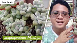 Graptopetalum Mendozae  Succulent Care Guide Propagation amp Problems [upl. by Gaeta]