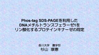 Phostag SDSPAGEを利用したDNAメチルトランスフェラーゼ１をリン酸化するプロテインキナーゼの同定 [upl. by Eduino842]