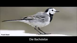 Die Bachstelze [upl. by Gilba]