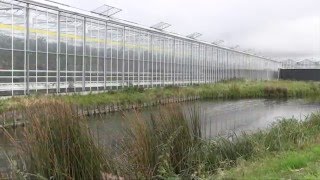 Grow The Netherlands Westland area glass greenhouses [upl. by Verity826]