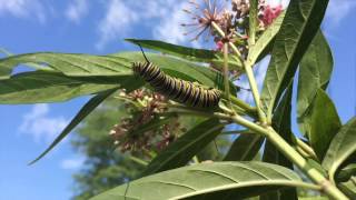 Tropical milkweed and Monarch butterflies [upl. by Ayrotal]