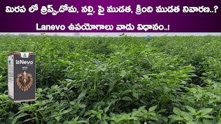 Dhanuka Lanevo Insecticide Lanevo Dhanuka New Insecticide  Lanevo Insecticide Telugu  Lanevo [upl. by Atirihs]