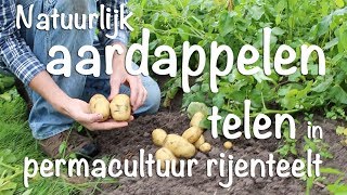 Natuurlijk aardappelen telen in permacultuur rijenteelt [upl. by Winnah]