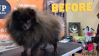 How to groom a Pomeranian Cutest dog ever [upl. by Bree538]