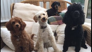 Our Miniature Poodle video clip reel  Featuring Felix Mabel and Blossom [upl. by Farrica]