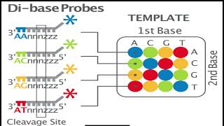 Sequencing by oligonucleotides ligation and detection SOLiD Accurate DNA Sequencing Method [upl. by Asiak]